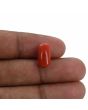 Red Coral (Moonga) - 5.28 Carat 