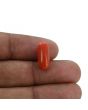 Red Coral (Moonga) - 5.48 Carat 
