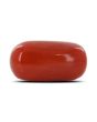Red Coral (Moonga) - 5.62 Carat 