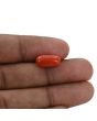 Red Coral (Moonga) - 5.62 Carat 