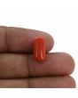 Red Coral (Moonga) - 5.33 Carat 