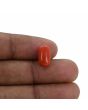 Red Coral (Moonga) - 4.57 Carat 