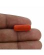 Red Coral (Moonga) - 7.6 Carat 