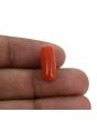 Red Coral (Moonga) - 7.66 Carat 