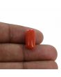 Red Coral (Moonga) - 6.99 Carat 