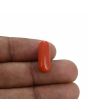 Red Coral (Moonga) - 7.16 Carat 