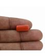 Red Coral (Moonga) - 7.33 Carat 