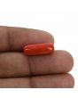 Red Coral (Moonga) - 7.46 Carat 