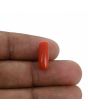 Red Coral (Moonga) - 4.05 Carat 