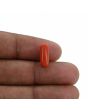 Red Coral (Moonga) - 3.68 Carat 