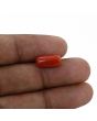 Red Coral (Moonga) - 4.35 Carat 