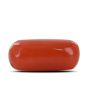 Red Coral (Moonga) - 3.71 Carat 