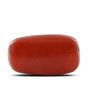 Red Coral (Moonga) - 18.61 Carat 
