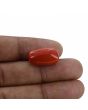 Red Coral (Moonga) - 18.61 Carat 