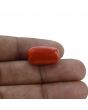 Red Coral (Moonga) - 18.61 Carat 