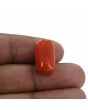 Red Coral (Moonga) - 15.38 Carat 