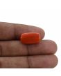 Red Coral (Moonga) - 15.38 Carat 