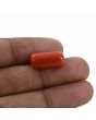 Red Coral (Moonga) - 11.87 Carat