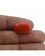 Red Coral (Moonga) - 12.49 Carat 