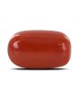 Red Coral (Moonga) - 14.77 Carat 