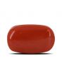 Red Coral (Moonga) - 14.77 Carat 