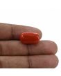 Red Coral (Moonga) - 14.77 Carat 
