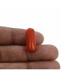 Red Coral (Moonga) - 12.61 Carat 