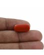 Red Coral (Moonga) - 10.32 Carat 