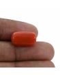 Red Coral (Moonga) - 12.68 Carat 