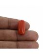 Red Coral (Moonga) - 12.71 Carat 