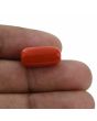 Red Coral (Moonga) - 10.36 Carat 