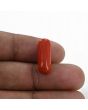 Red Coral (Moonga) - 9.26 Carat 