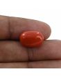Red Coral (Moonga) - 10.6 Carat 