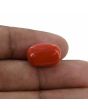 Red Coral (Moonga) - 10.6 Carat 