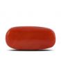 Red Coral (Moonga) - 11 Carat