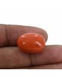 Red Coral (Moonga) - 24.32 Carat 