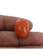 Red Coral (Moonga) - 24.32 Carat 