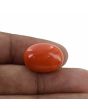 Red Coral (Moonga) - 24.32 Carat 