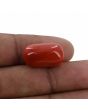 Red Coral (Moonga) - 17.14 Carat 