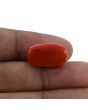 Red Coral (Moonga) - 17.14 Carat 