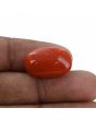 Red Coral (Moonga) - 13.61 Carat 