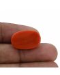 Red Coral (Moonga) - 13.61 Carat 