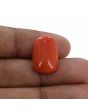 Red Coral (Moonga) - 12.11 Carat