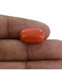 Red Coral (Moonga) - 8.6 Carat 