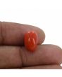 Red Coral (Moonga) - 5.89 Carat 