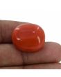Red Coral (Moonga) - 30.6 Carat 