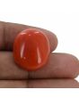 Red Coral (Moonga) - 30.6 Carat 