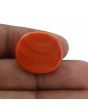 Red Coral (Moonga) - 30.6 Carat 
