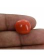 Red Coral (Moonga) - 11.59 Carat 