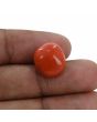 Red Coral (Moonga) - 11.59 Carat 